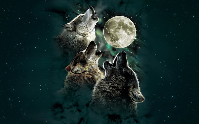 wolves