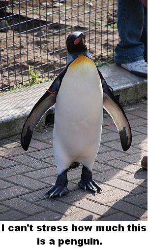 Penguin