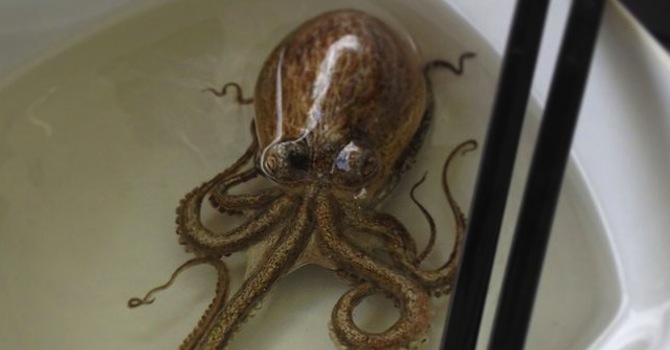 Keng Lye Octopus