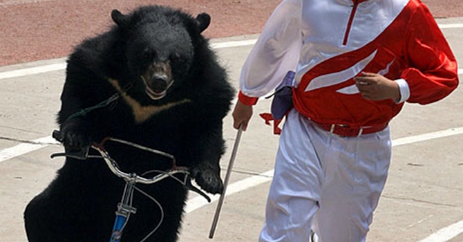 Bear Riding Bike China