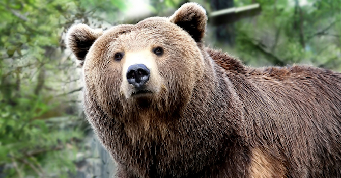 Grizzly Bear