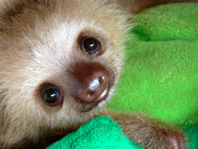 Sloth 1