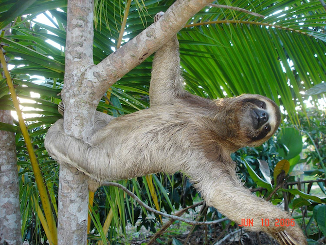 Sloth 4