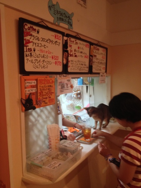 cat cafe 10