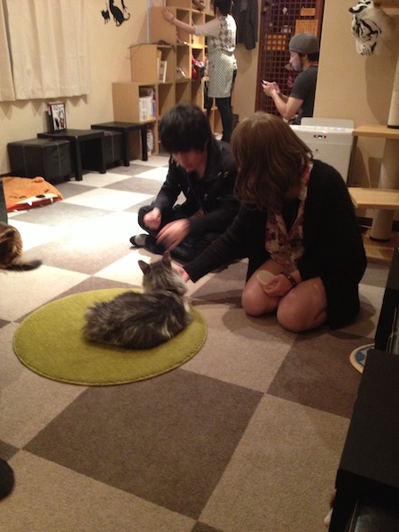 cat cafe 5