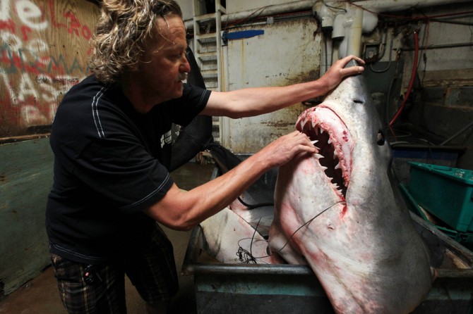 Biggest Mako Shark - California - Massive Teeth