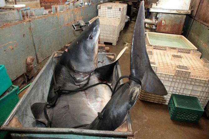 Biggest Mako Shark - California - Sat In A Bin