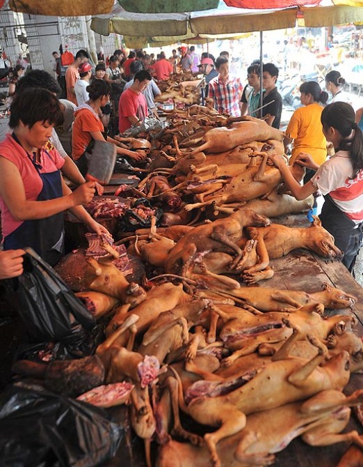 Chinese Dog Meat Festival - Dog Meat Preparation Line