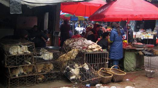 Caged dogs are displayed for sale at a butcher's stall in Chenzhou, China's southern Hunan province
