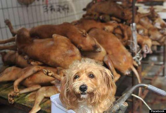 Chinese Dog Meat Festival - Stall - Corpses