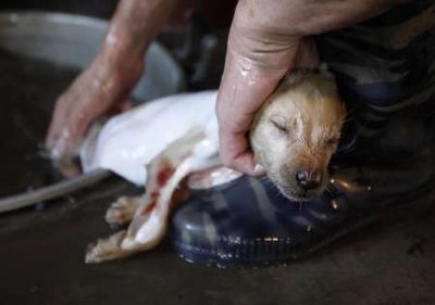 Chinese Dog Meat Festival - Young Dog