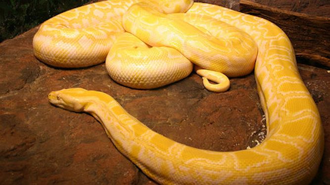 Giant Snake