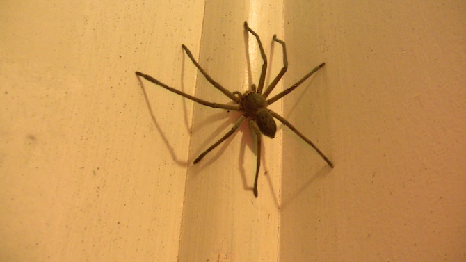 HUNTSMAN SPIDER