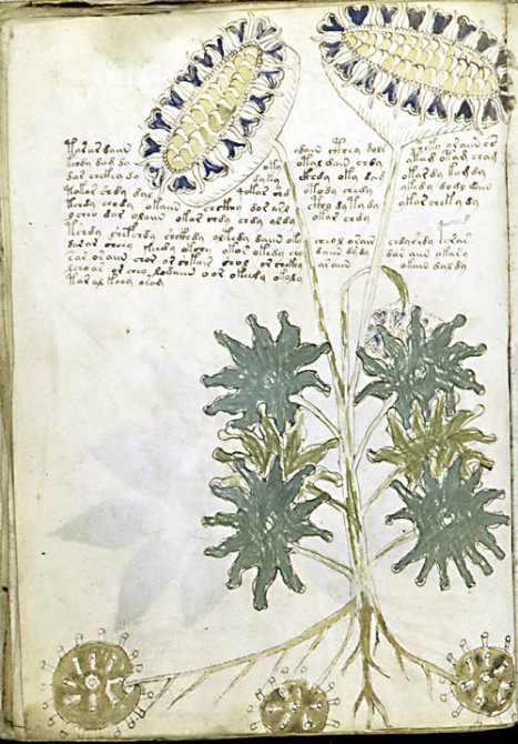 Voynich Manuscript - Text and Botanical Image Close Up