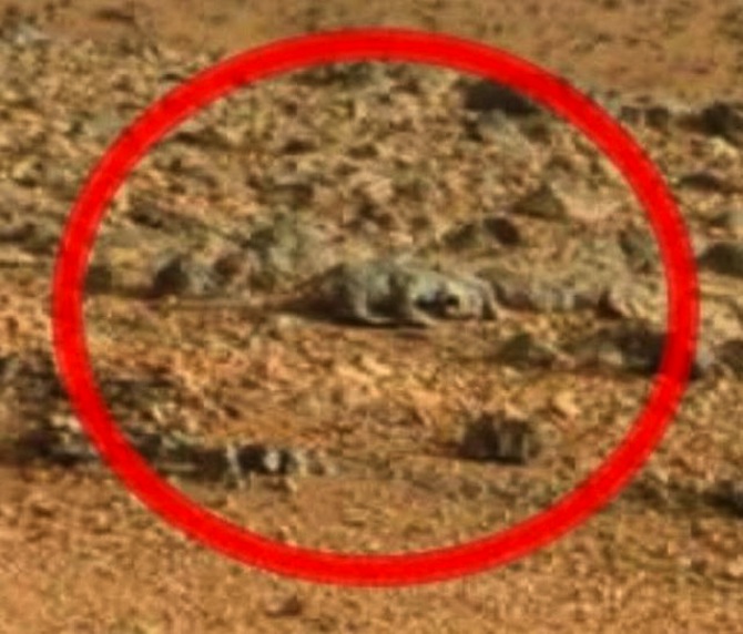 MARS LIZARD