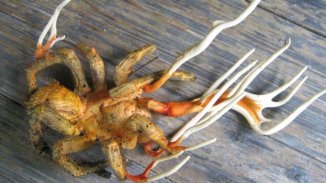 cordyceps tarantula