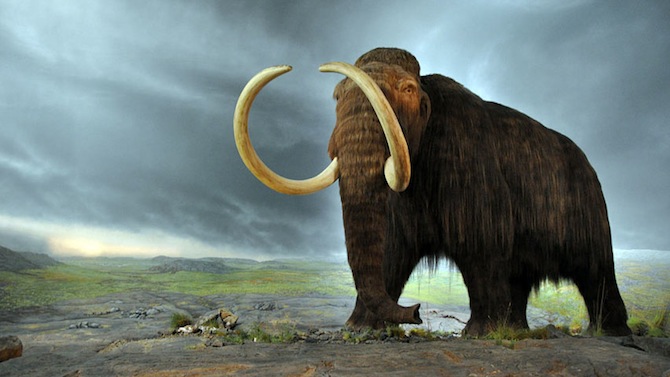 WOOLLY MAMMOTH