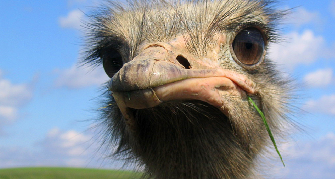 ostrich