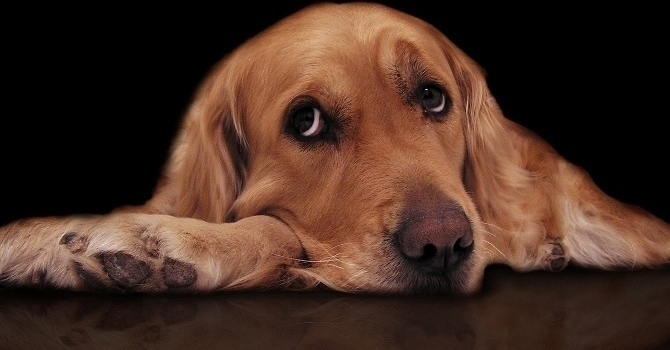 sad dog