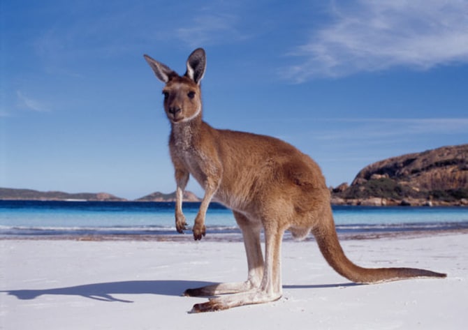 Australian Kangaroo