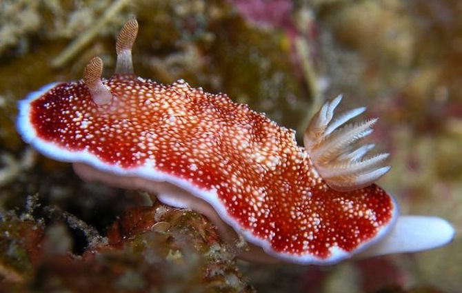 CHROMODORIS