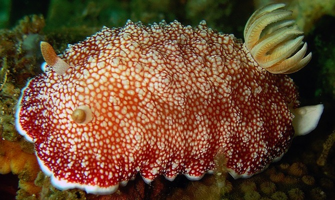 SEA SLUG PENIS