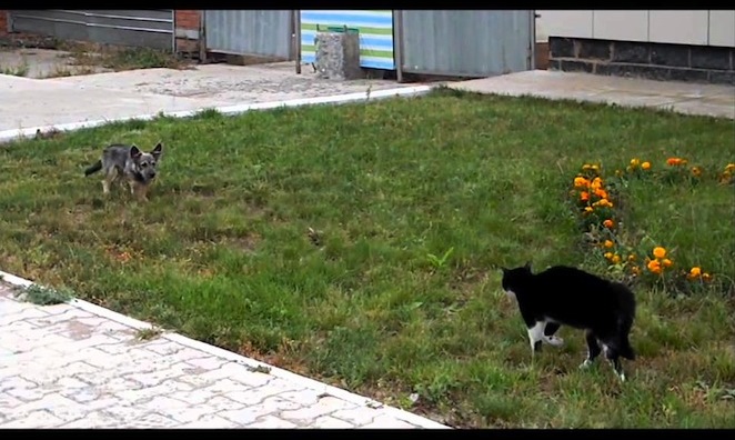CAT VS DOG