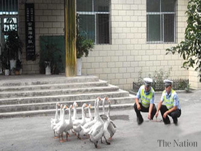 CHINA GEESE