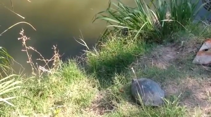 Monday Morning Video Session: The Happy Turtle