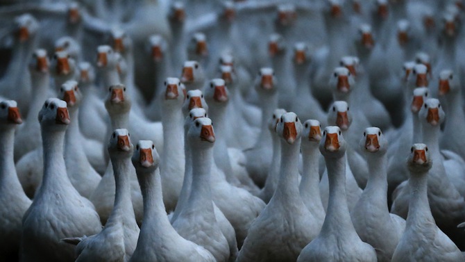 POLICE GEESE