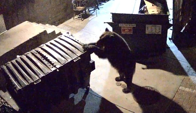 Bear Steals Dumpster