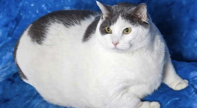 Buddha 31 Pound Cat 3