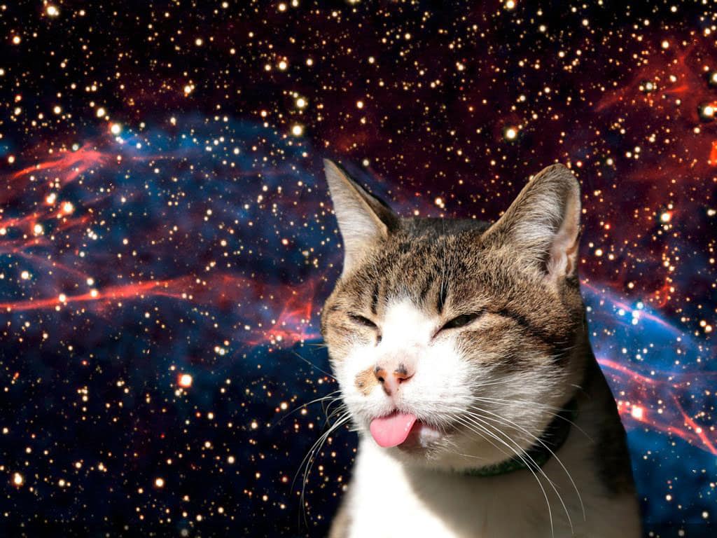 Cat In Space