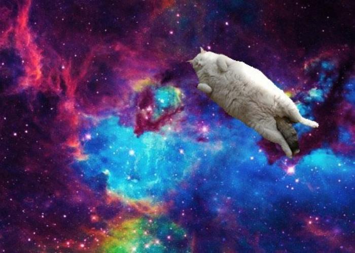 Cat In Space