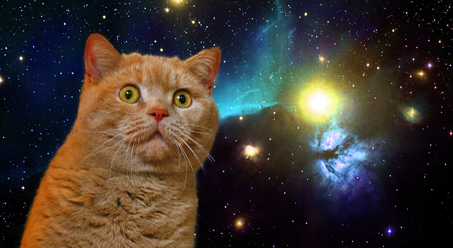 Cat In Space