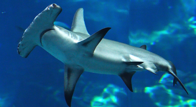 Hammerhead Shark