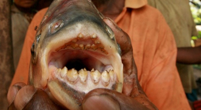 Pacu Fish