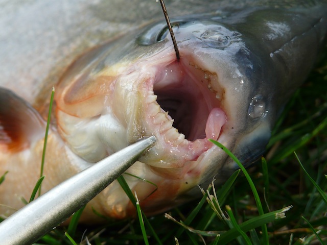 Pacu Fish 3