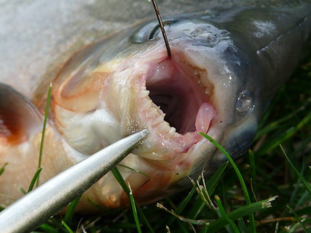 Pacu Fish 3