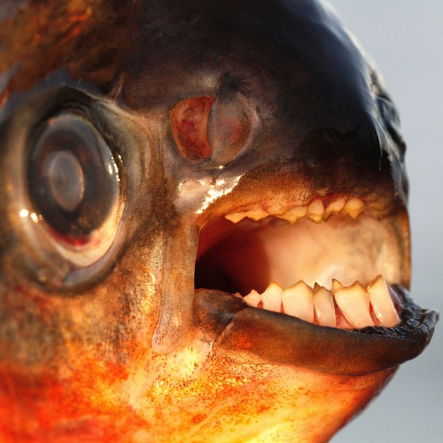Pacu Fish