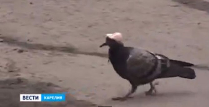 Pigeon In Hard Hat