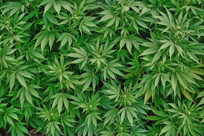 Cannabis Found Growing In Newport Council’s Flower Displays.