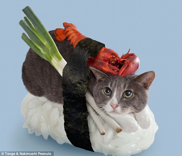 sushi cat 1