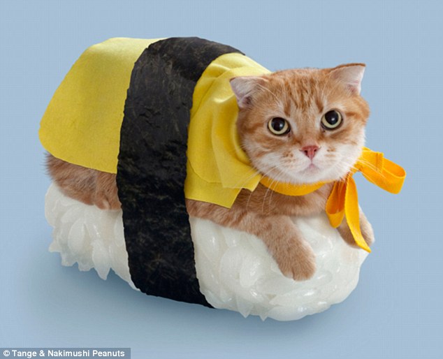 sushi cat 7