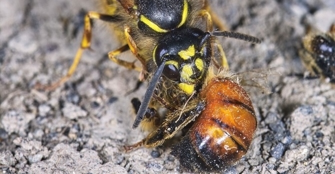 waspbee