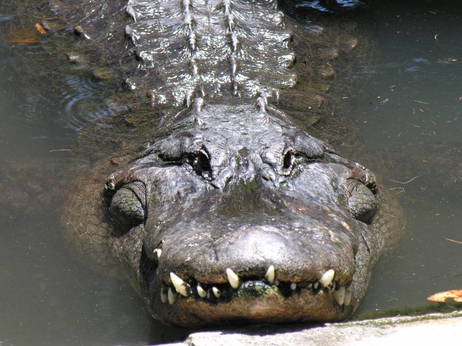 Alligator 1