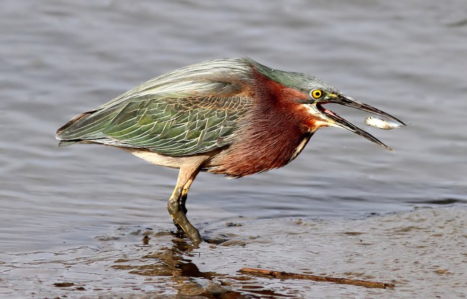 Are Birds Stupid - Green Heron Fishing With Bait