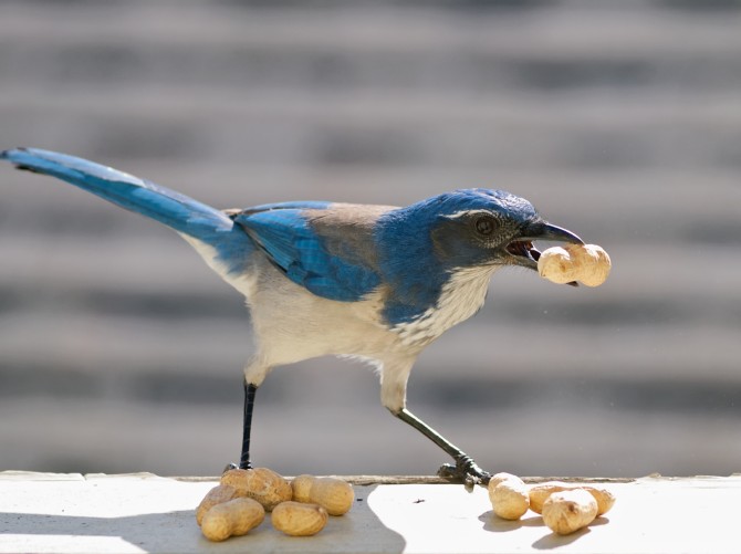 Are Birds Stupid - Western Scrub Jay - North America