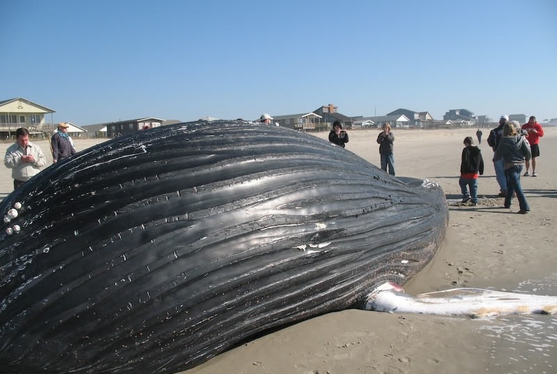 Beached Whale