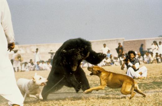 Bear Baiting Past And Present - Pakistan - Attack Bear